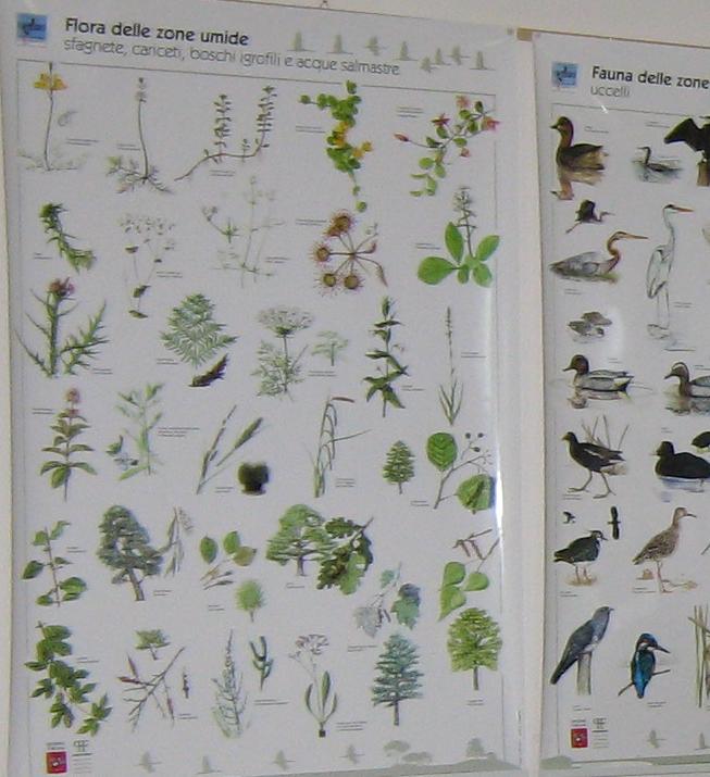 Festa erbe palustri (+ mostra fossili)